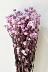 A bunch of Ammonium flower that has been preserved and dyed in a lavender color against a white wall. 