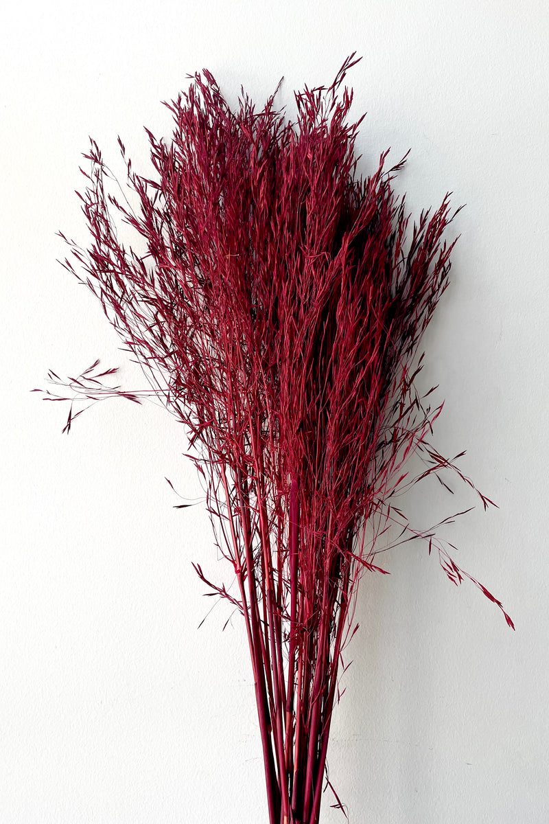 A frontal view of a bunch of Andre Kise Red Color Preserved floral against a white backdrop