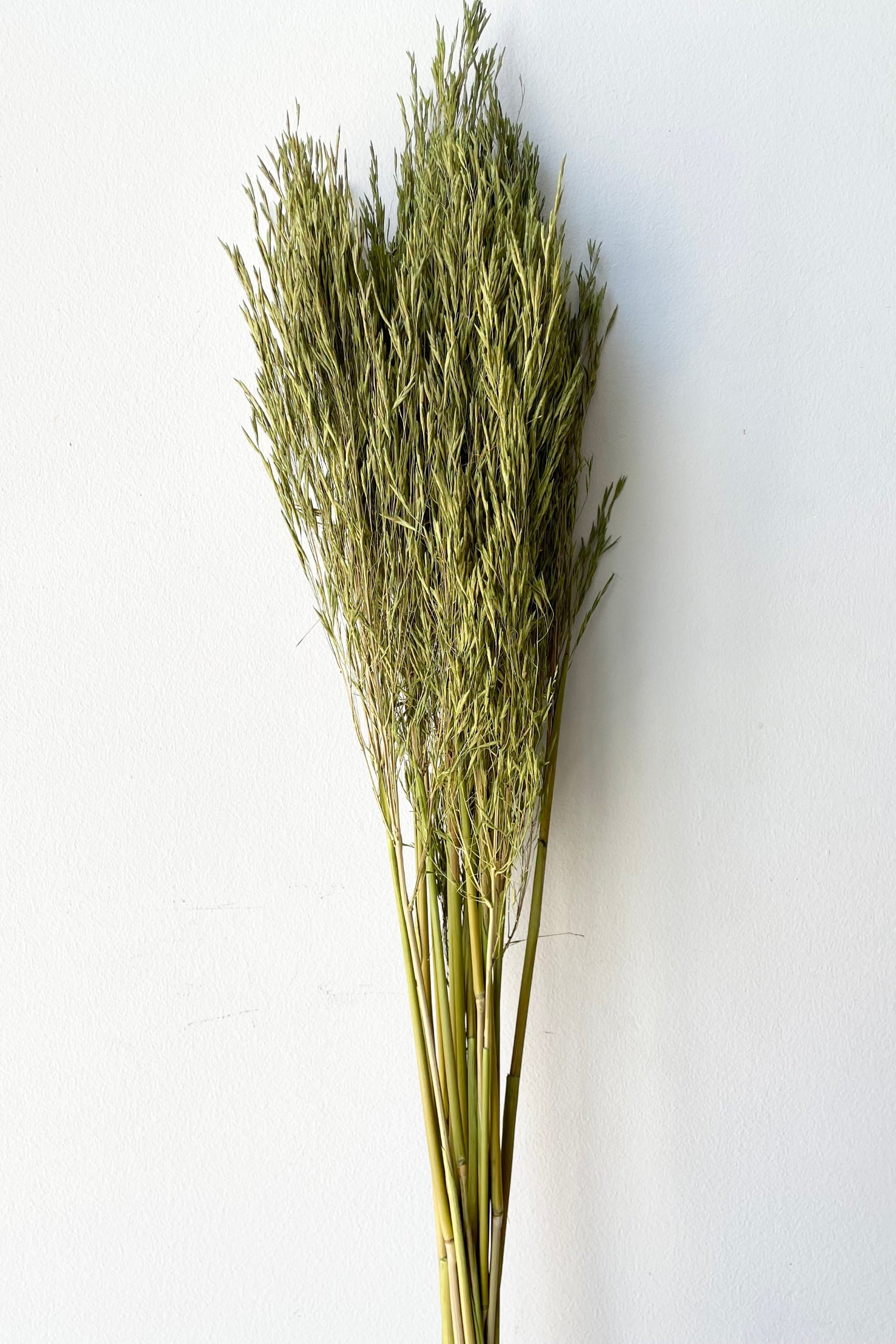 A frontal view of a bunch of Andre Kise Olive Color Preserved floral against a white backdrop ©Sprout Home