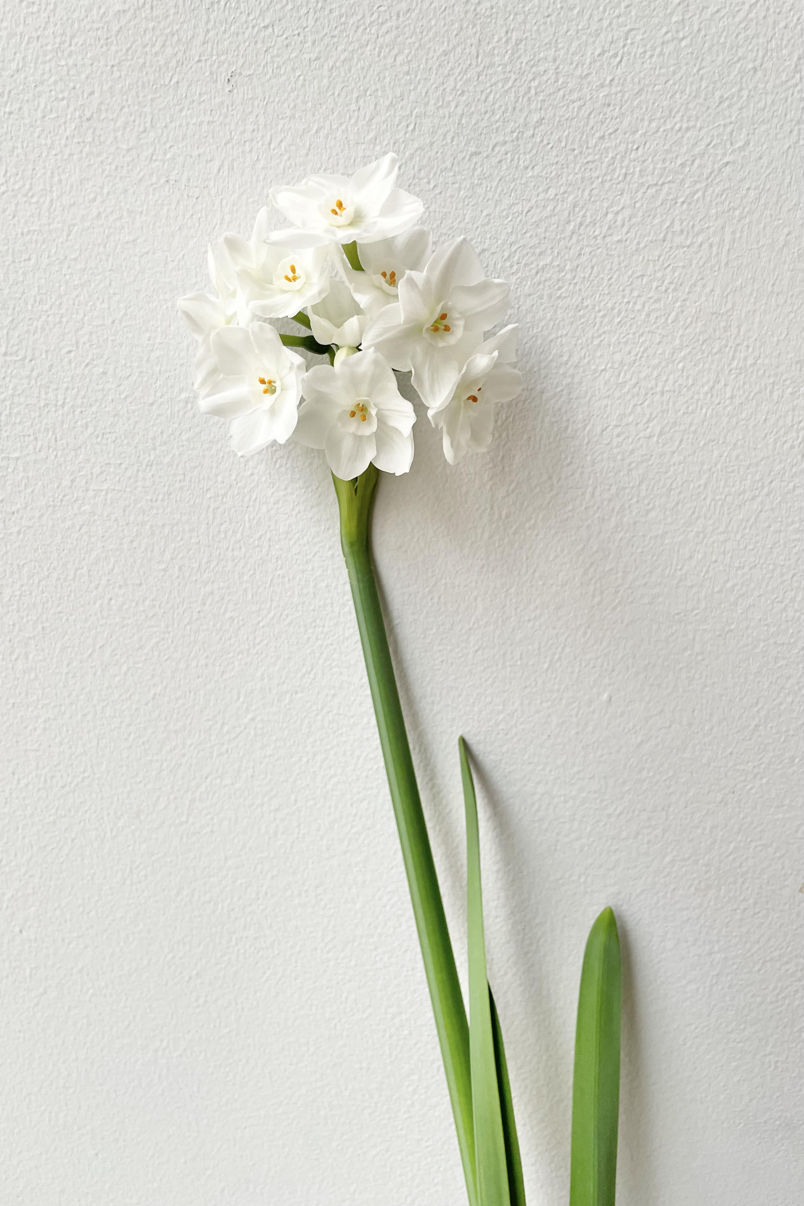 The Ziva Paperwhite bulb blooms against a white bakcdrop.