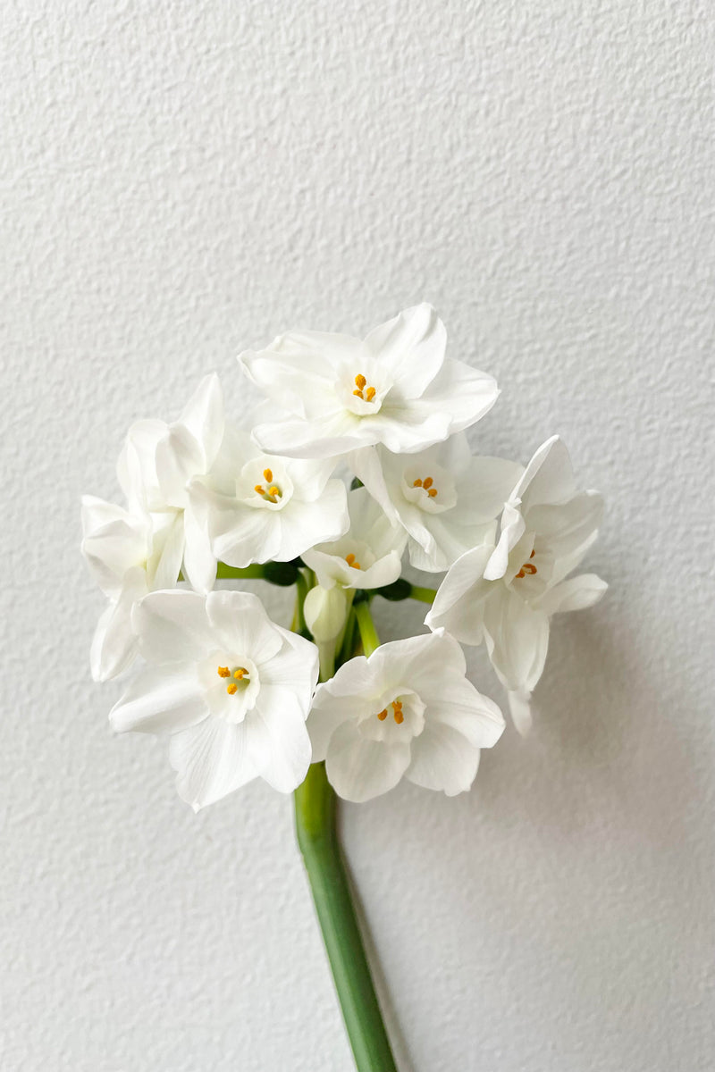 The Ziva paperwhite bulb blooms against a white backdrop.