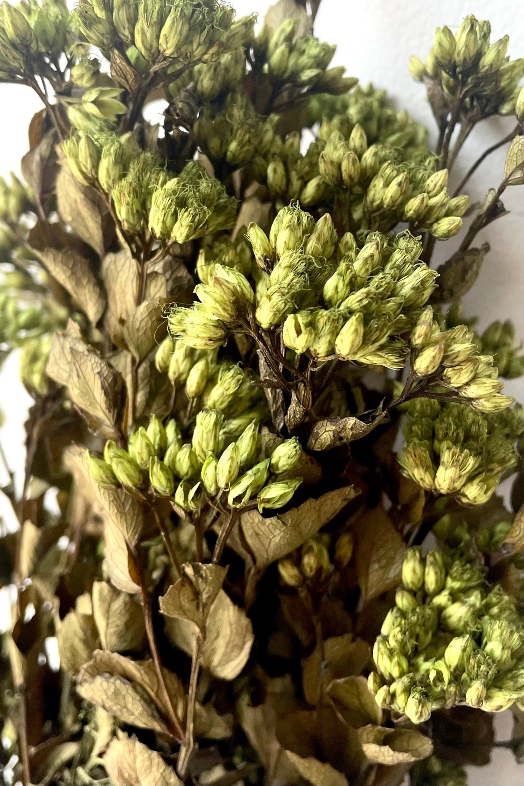 A detailed view of Chuvisco Green Color Preserved Bunch against white backdrop ©Sprout Home