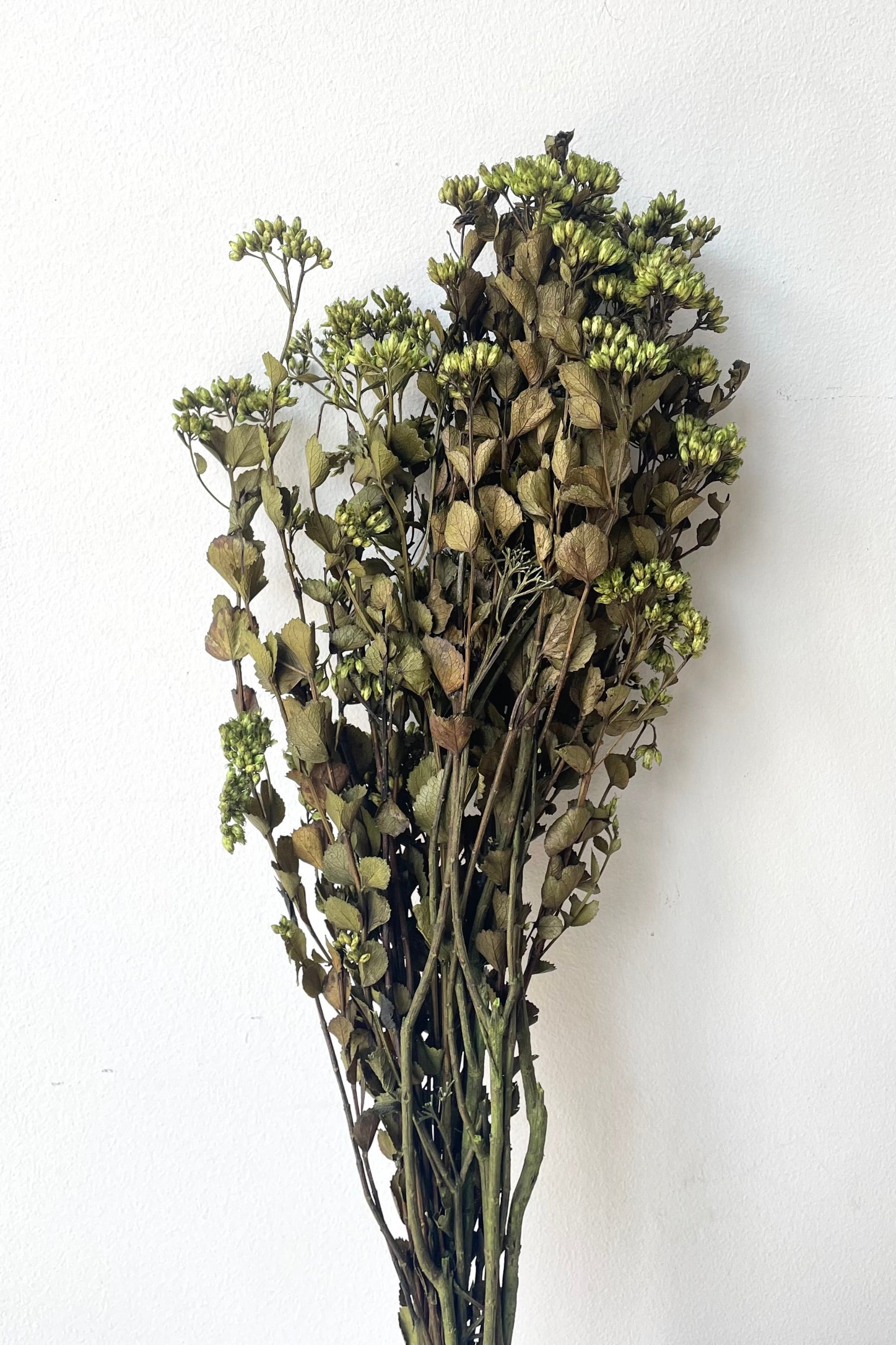 A full view of Chuvisco Green Color Preserved Bunch against white backdrop ©Sprout Home
