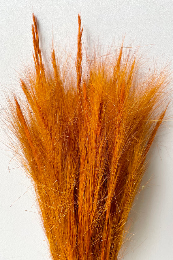 Brick colored preserved Fox Grass bundle against a white wall.