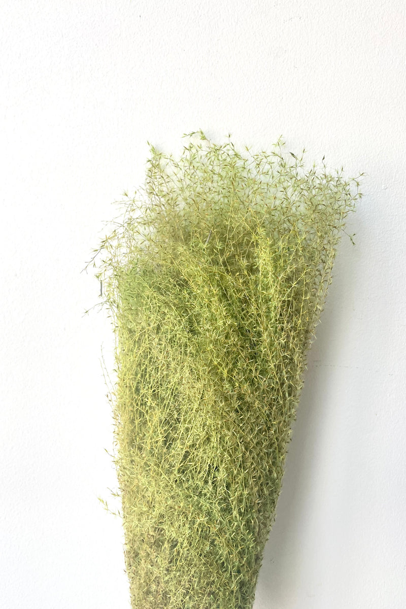 A full view of a bunch of Miscanthus Green Color Preserved floral against a white backdrop