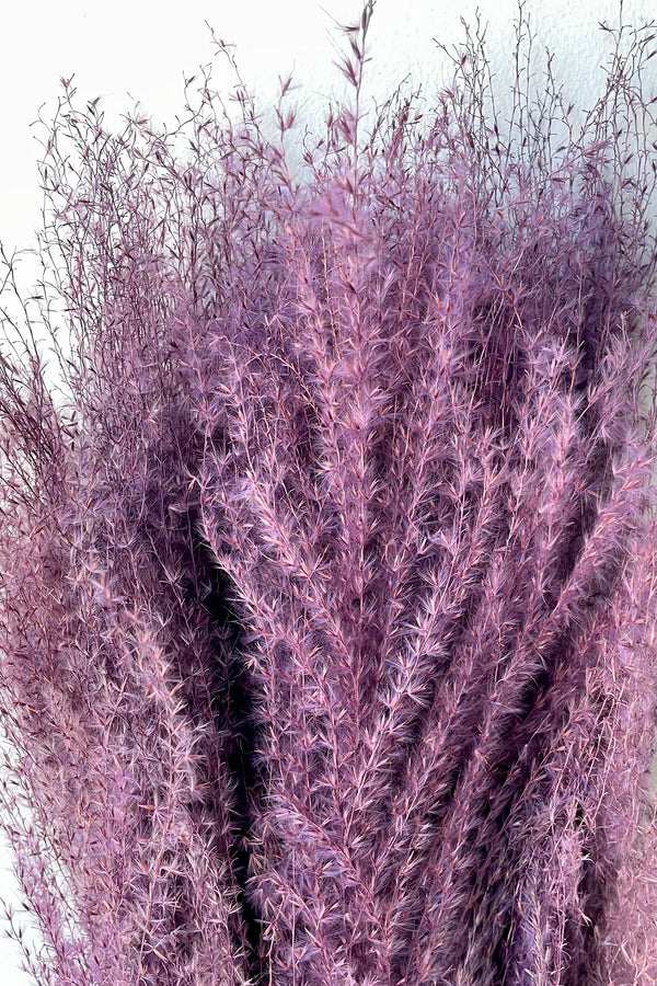 A detailed view of a bunch of Miscanthus Lavender Color Preserved floral against a white backdrop