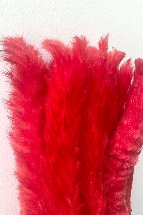 A detailed view of Pluma Pastel Red Color Preserved Bunch against white backdrop