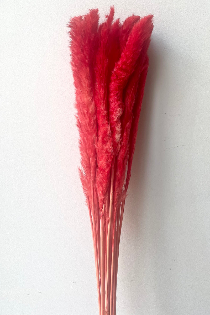 A full view of Pluma Pastel Red Color Preserved Bunch against white backdrop