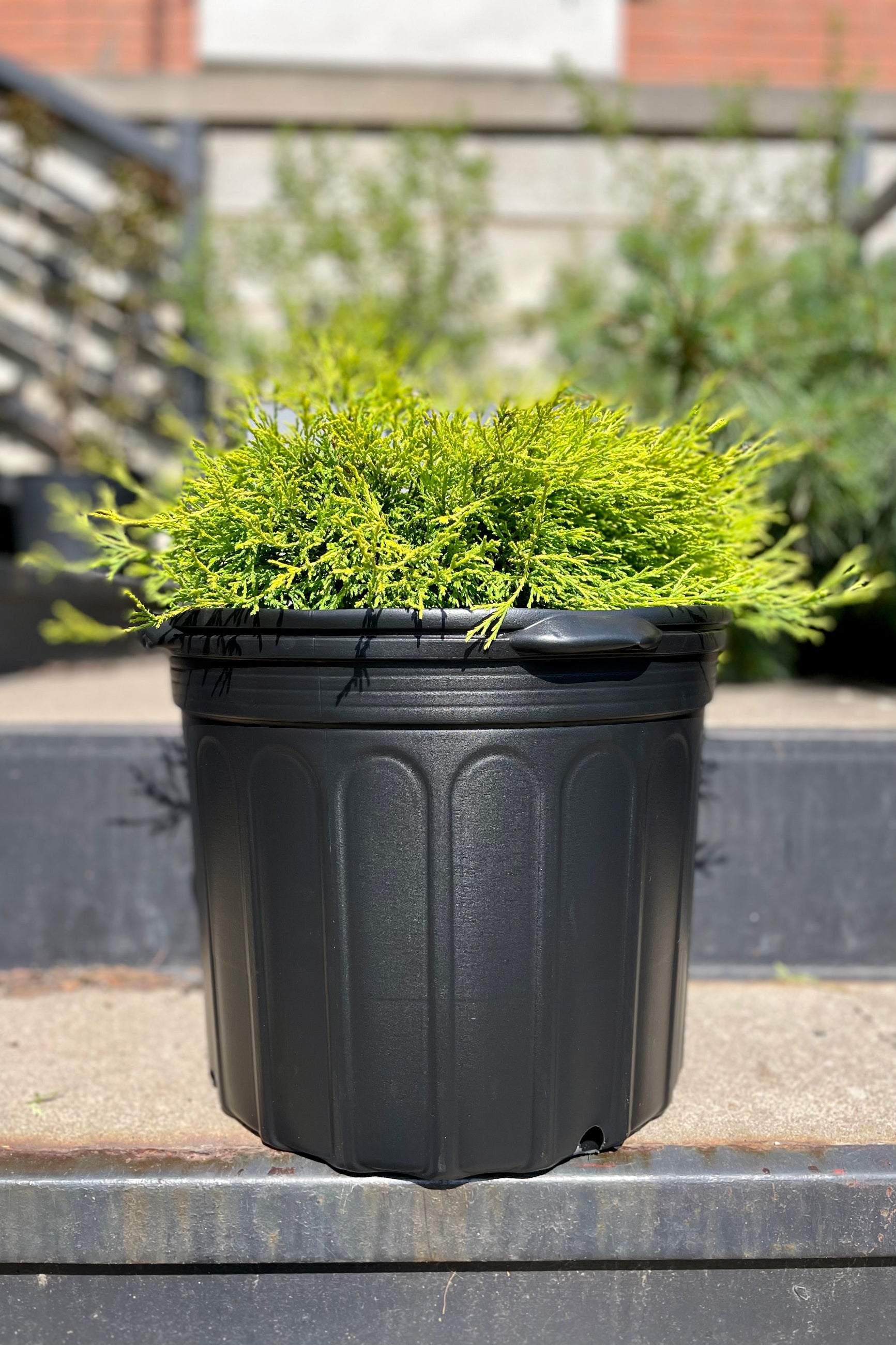 Grow Pot 16" with plant against sprout home's garden   ©Sprout Home