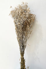 A bunch of Gypsophila Paniculata preserved in a dusty natural color against a white wall. 