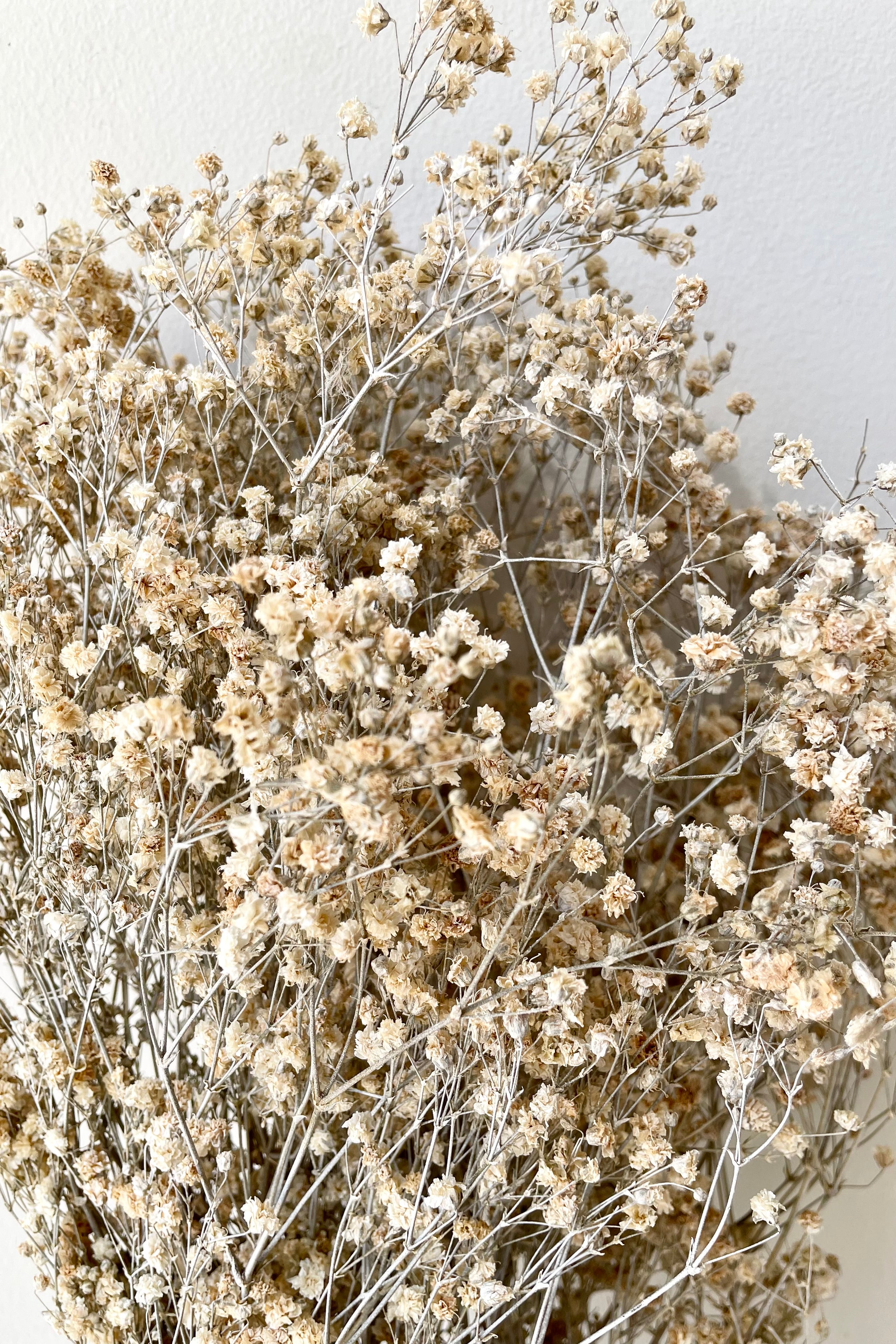 A detail picture of the preserved Dusty Natural colored Gypsophila Paniculata in white shades with a slight nude coloration.