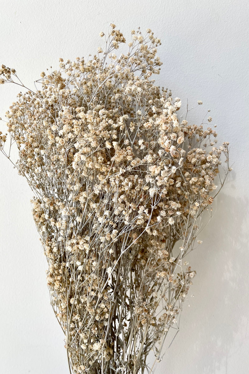 the cute and delicate looking preserved Gypsophila in a dusty natural color. 