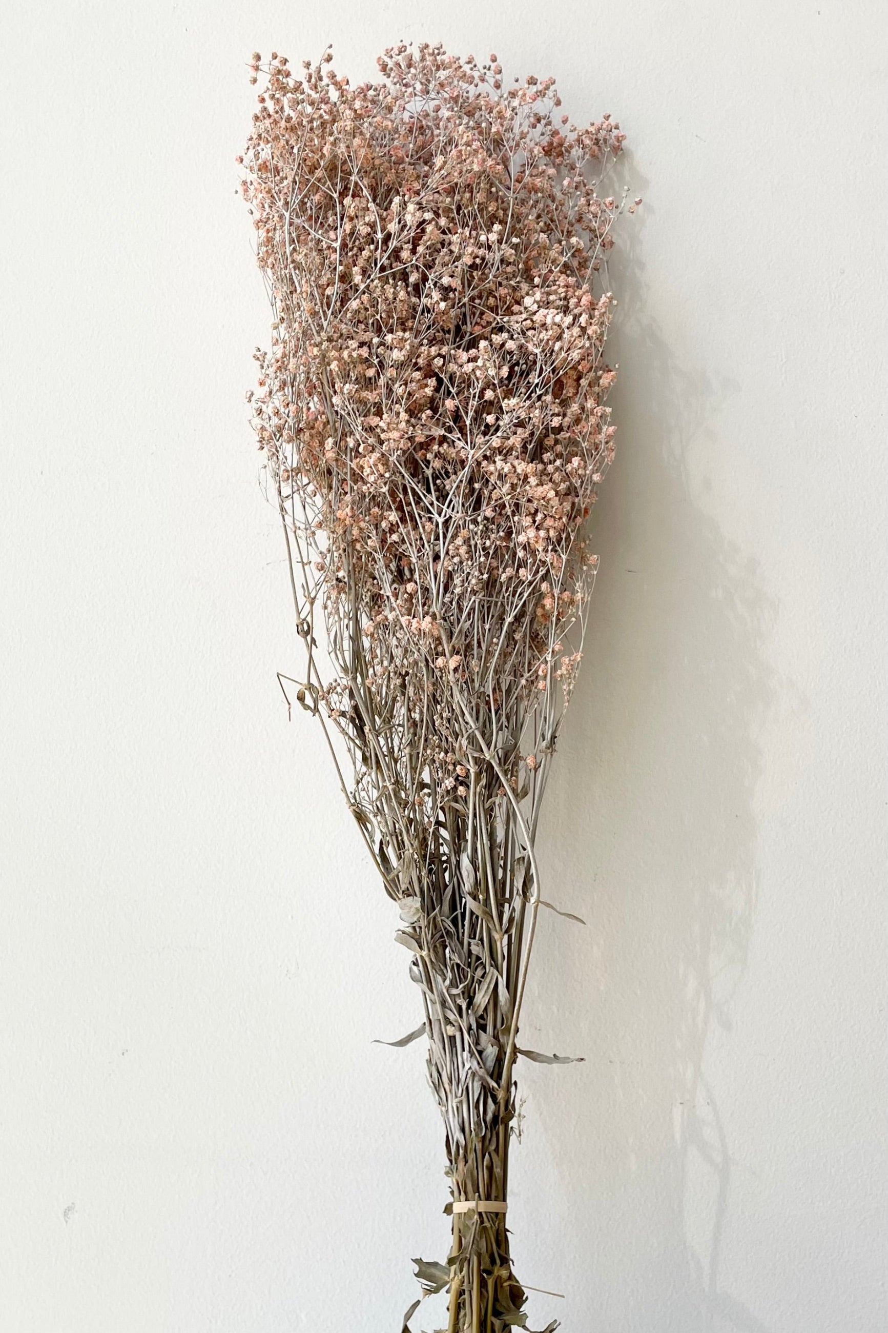 A bunch of Gypsophila Paniculata preserved in a dusty pink color against a white wall.  ©Sprout Home