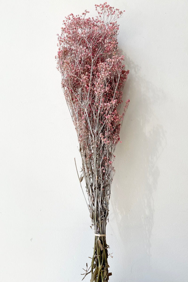 A bunch of Gypsophila preserved and dyed in a dusty fuchsia color against a white wall