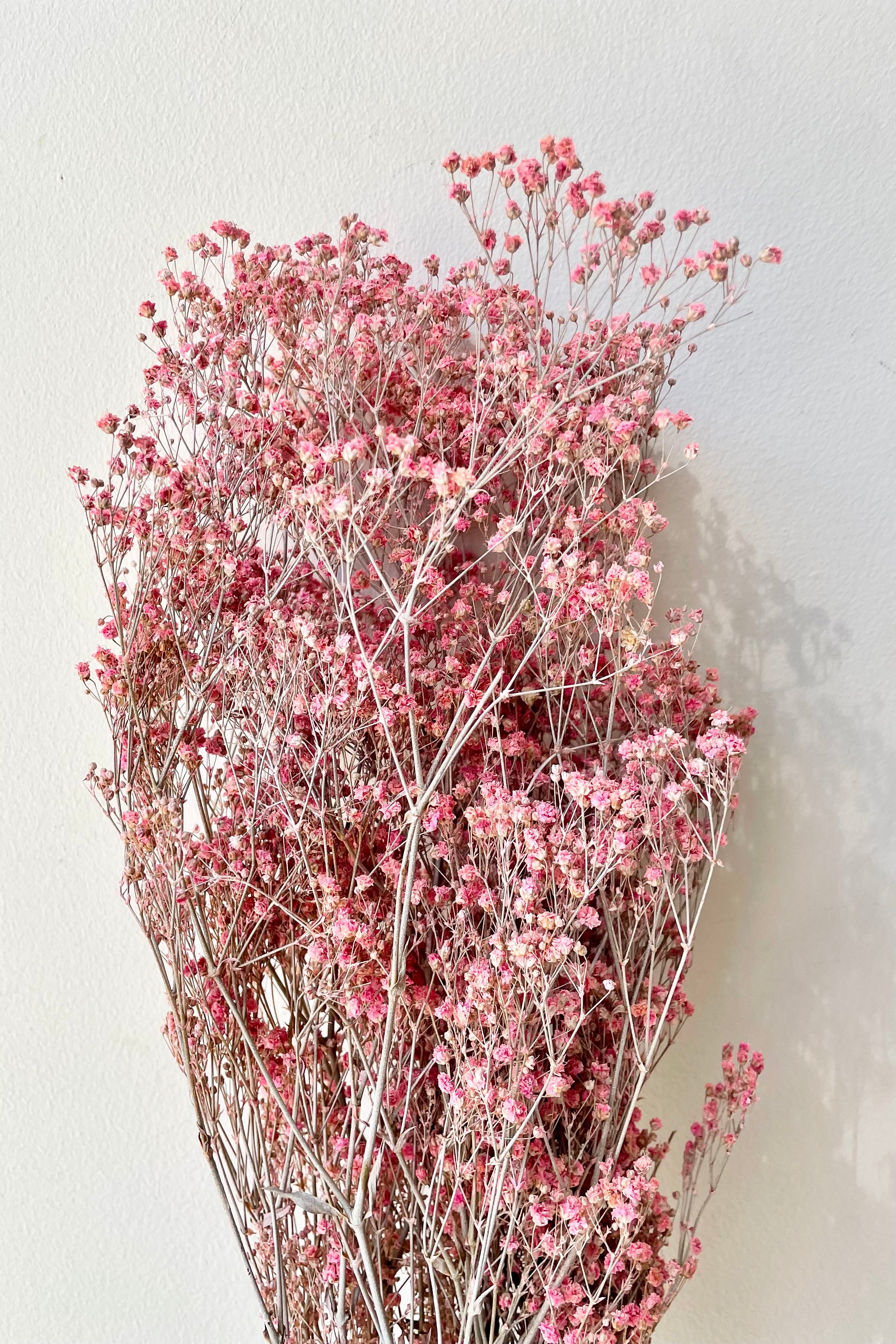 Gypsophila Paniculata preserved in a dusty fuchsia color against a white wall. 