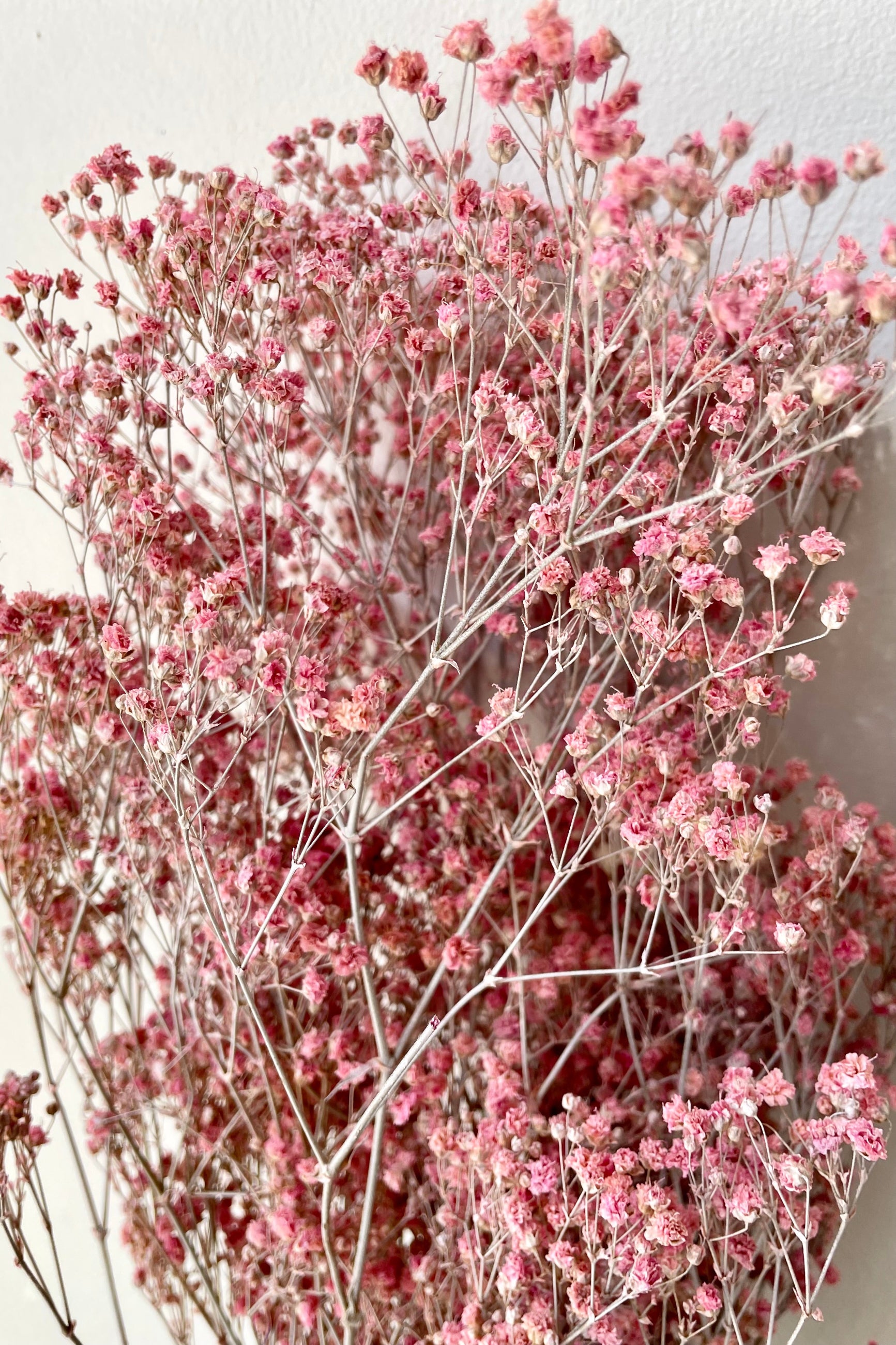 A close up of preserved Gypsophila in a dusty fuchsia color.   ©Sprout Home