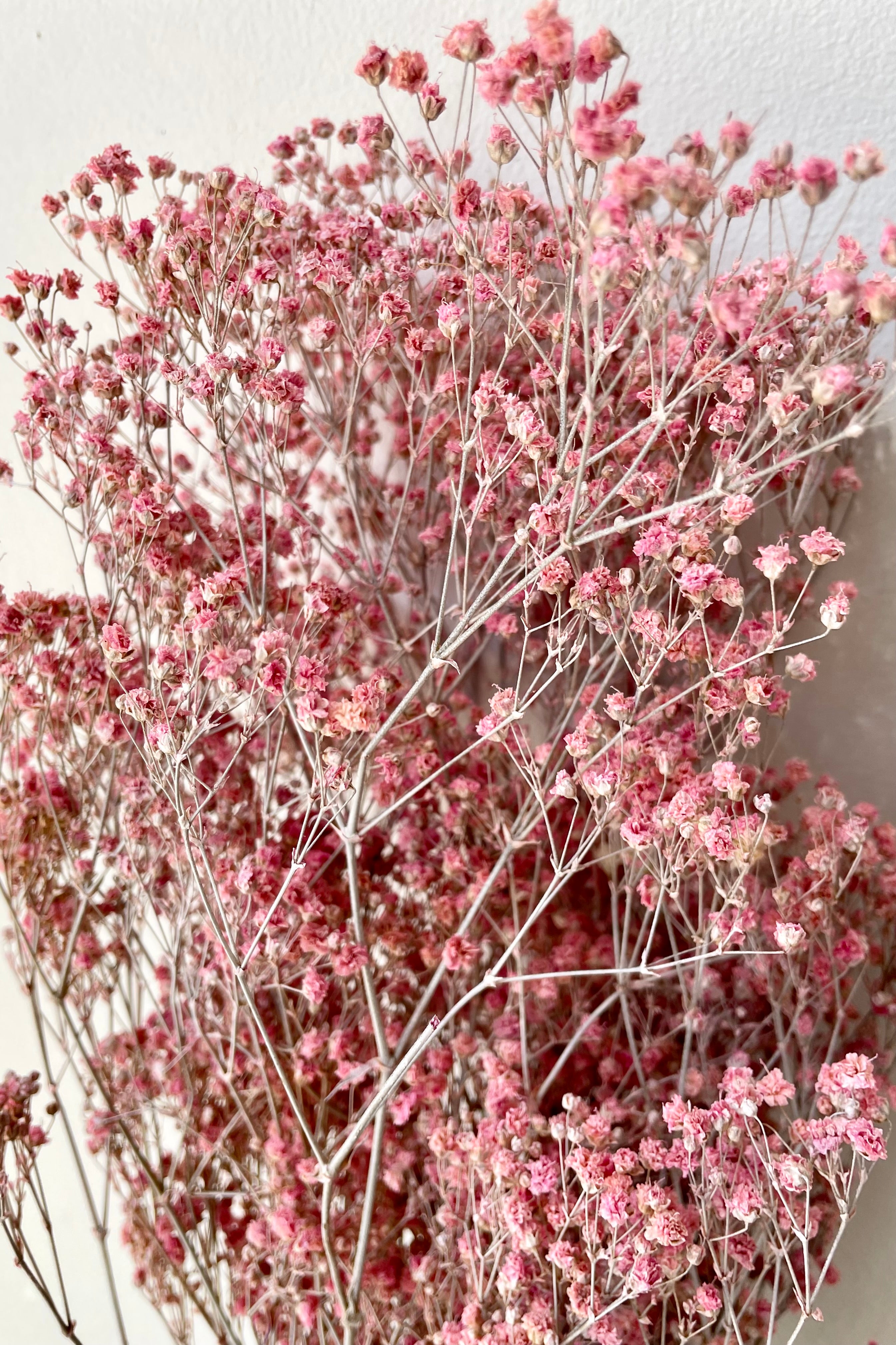 A close up of preserved Gypsophila in a dusty fuchsia color. 