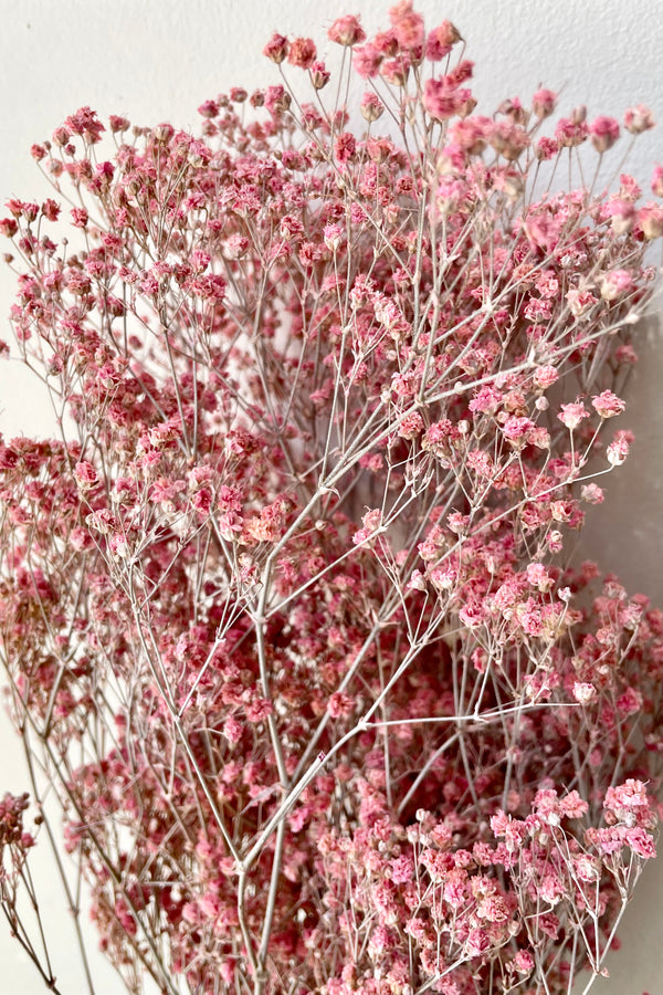 A close up of preserved Gypsophila in a dusty fuchsia color. 