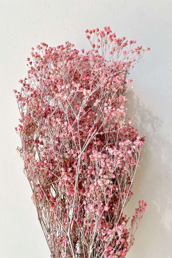Gypsophila Paniculata preserved in a dusty fuchsia color against a white wall. 
