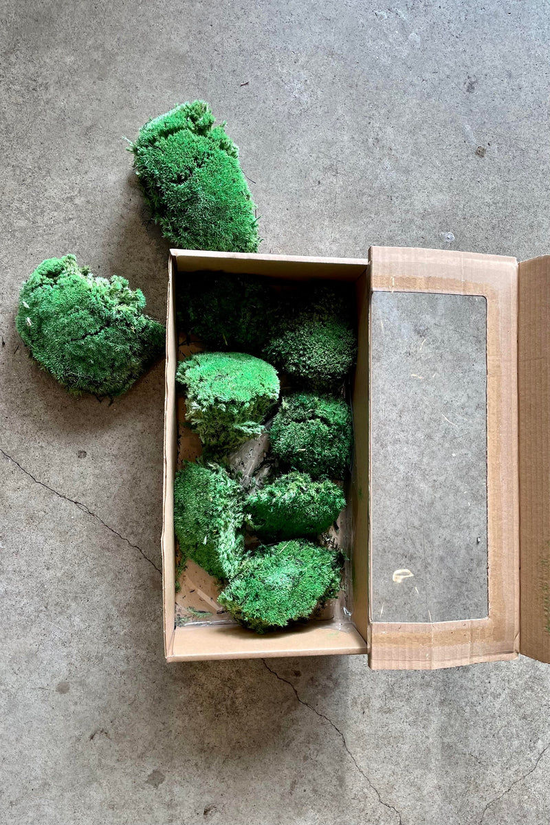 The Moss Mood Preserved Forms and the box they arrive in.