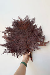 Bunch of helecho bracken fern that has been preserved and dyed a rust color against a white wall. 