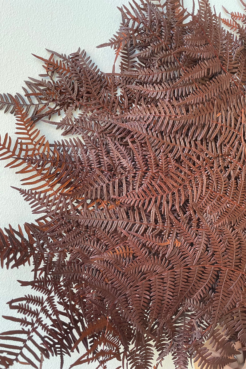 detail picture of the dyed rust and preserved fronds of helecho bracken fern.