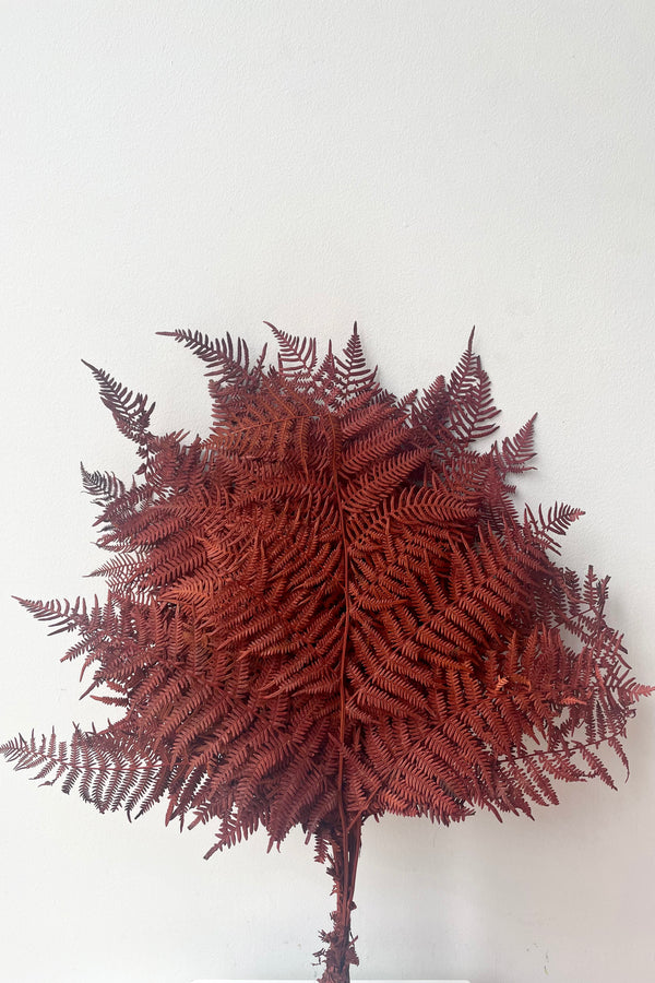 A full view of Helecho Bracken Preserved Burgundy Color Bunch against white backdrop