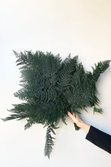 Preserved green helecho bracken fern bundle against a white wall. 
