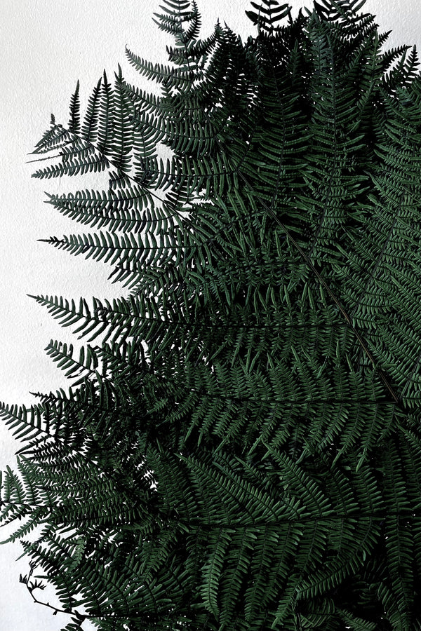 detail picture of the fronds of preserved green helecho bracken ferns.
