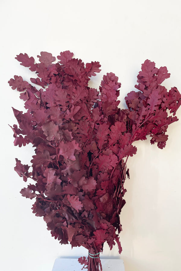 A bunch of burgundy colored and preserved Quercus against a white wall. 