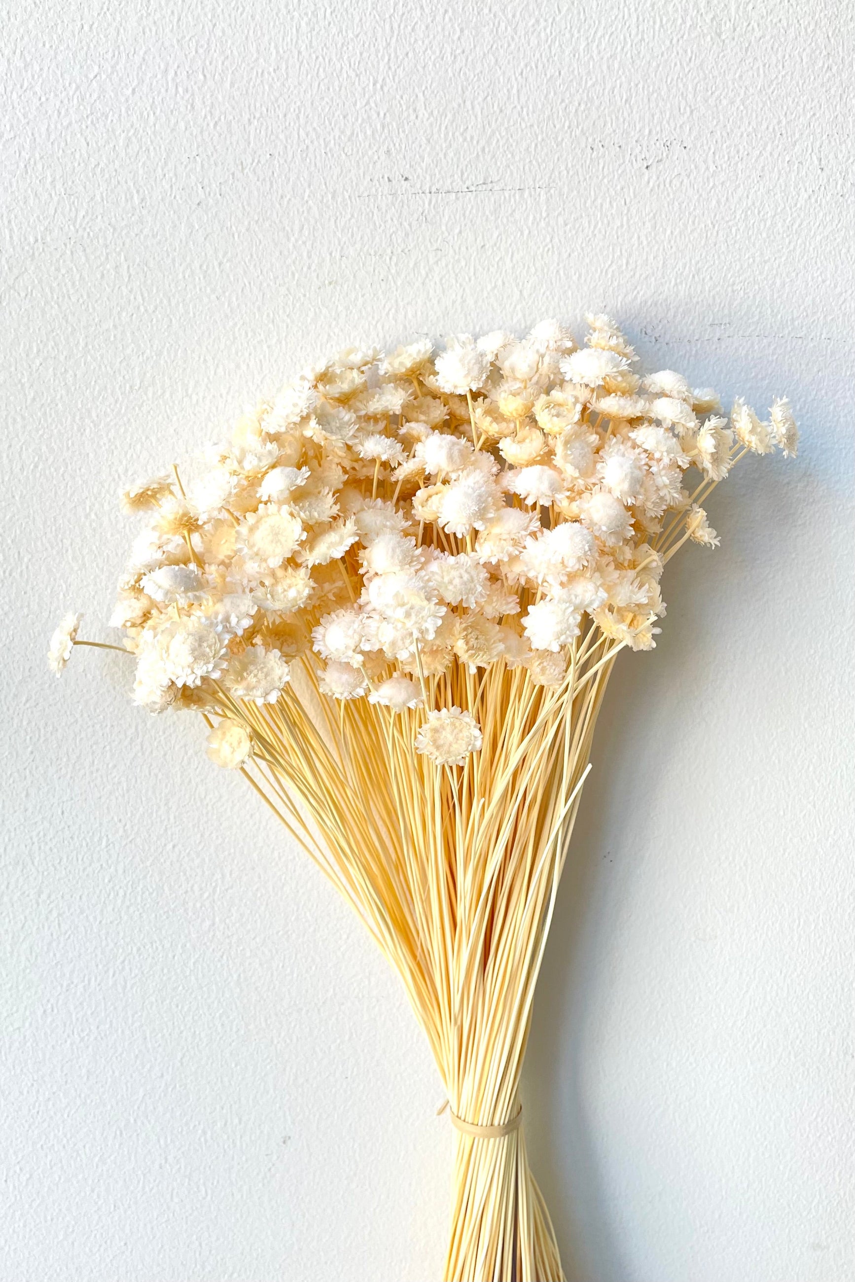 A full view of a bunch of Margaret Bleached Pastel Preserved floral against a white backdrop ©Sprout Home