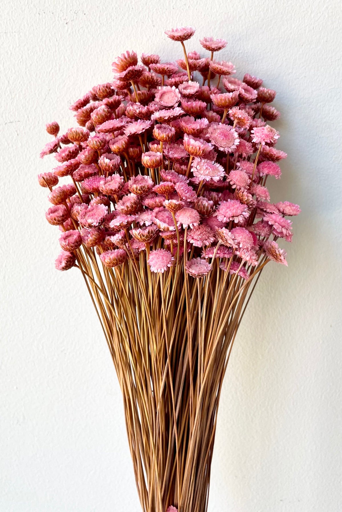 Margaret light pink color preserved bunch against a white wall at Sprout Home. ©Sprout Home