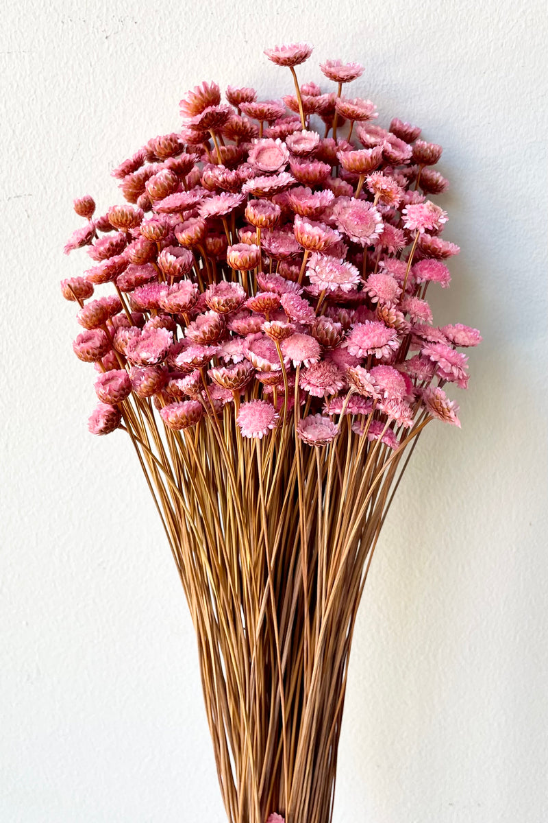 Small Pink Dried Flowers Bunch 