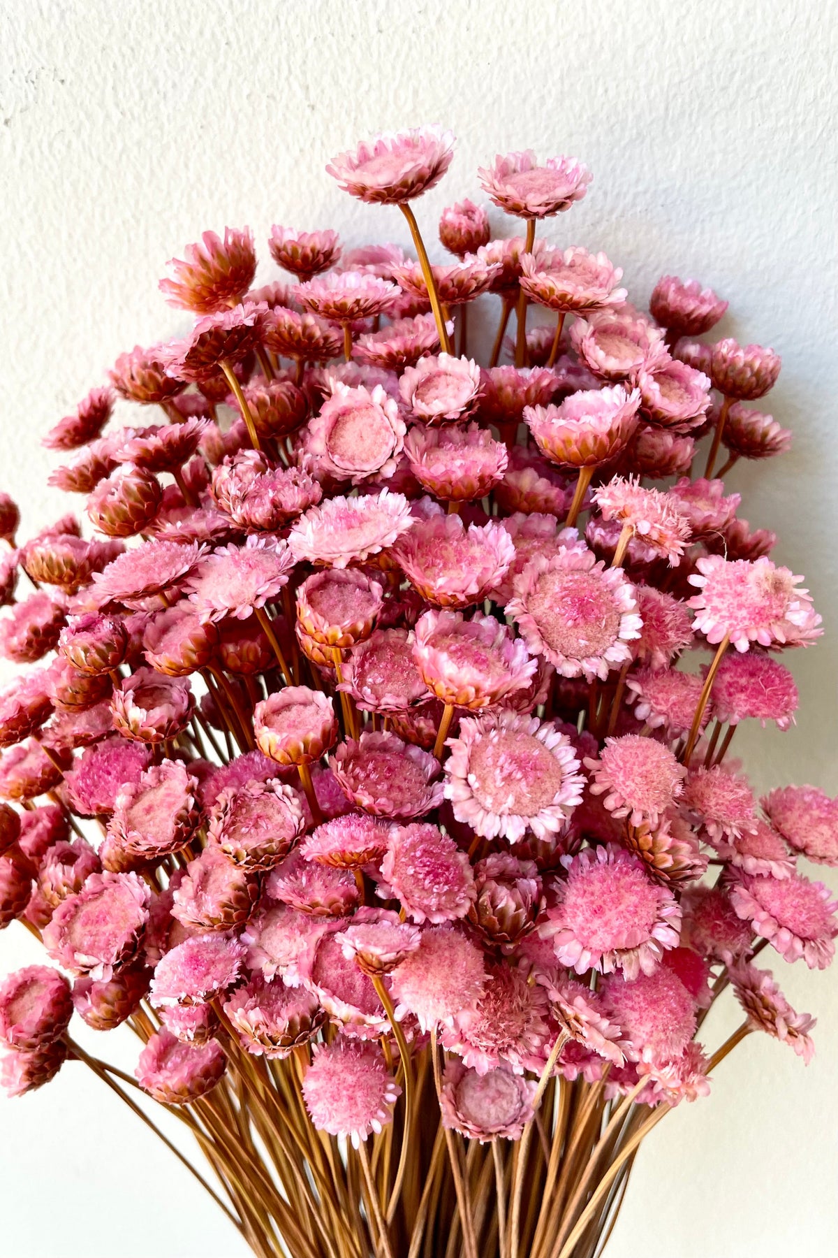 detail picture of the cute open face preserved light pink Margaret flowers.  ©Sprout Home