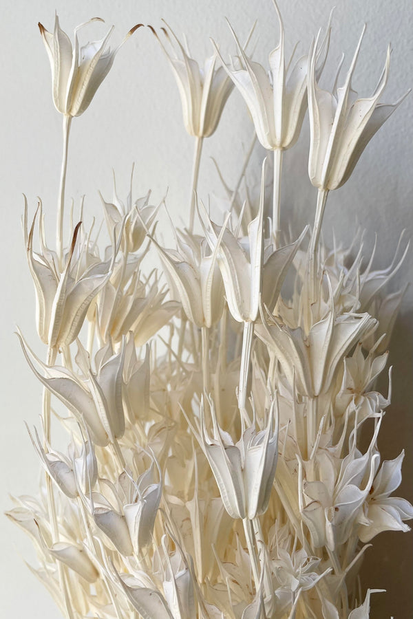 A detailed shot of the Nigella Orientalis Bleached Pastel Preserved Bunch.