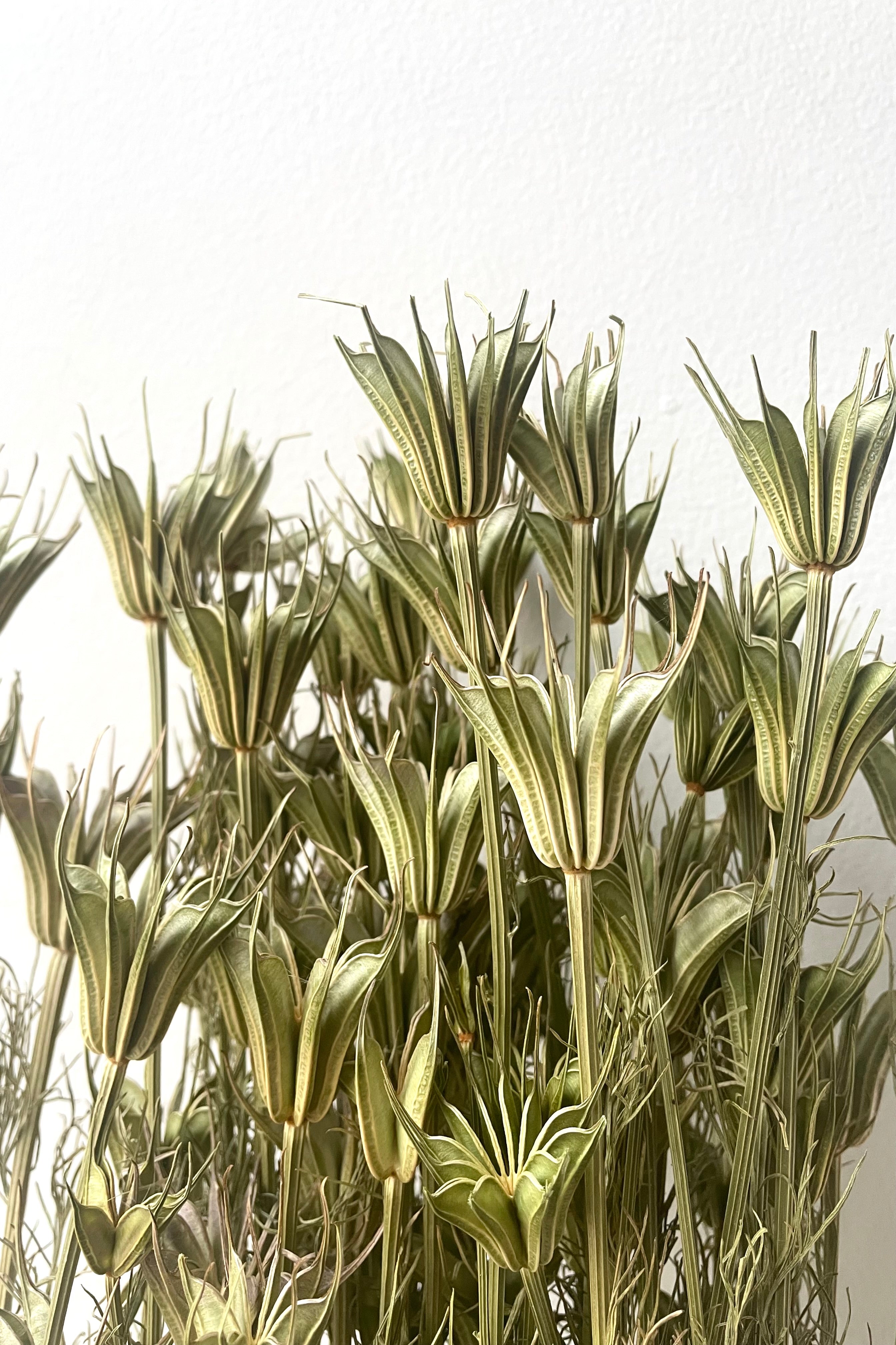 A detailed view of a color variation of Nigella Orientalis Natural Preserved Bunch against white backdrop