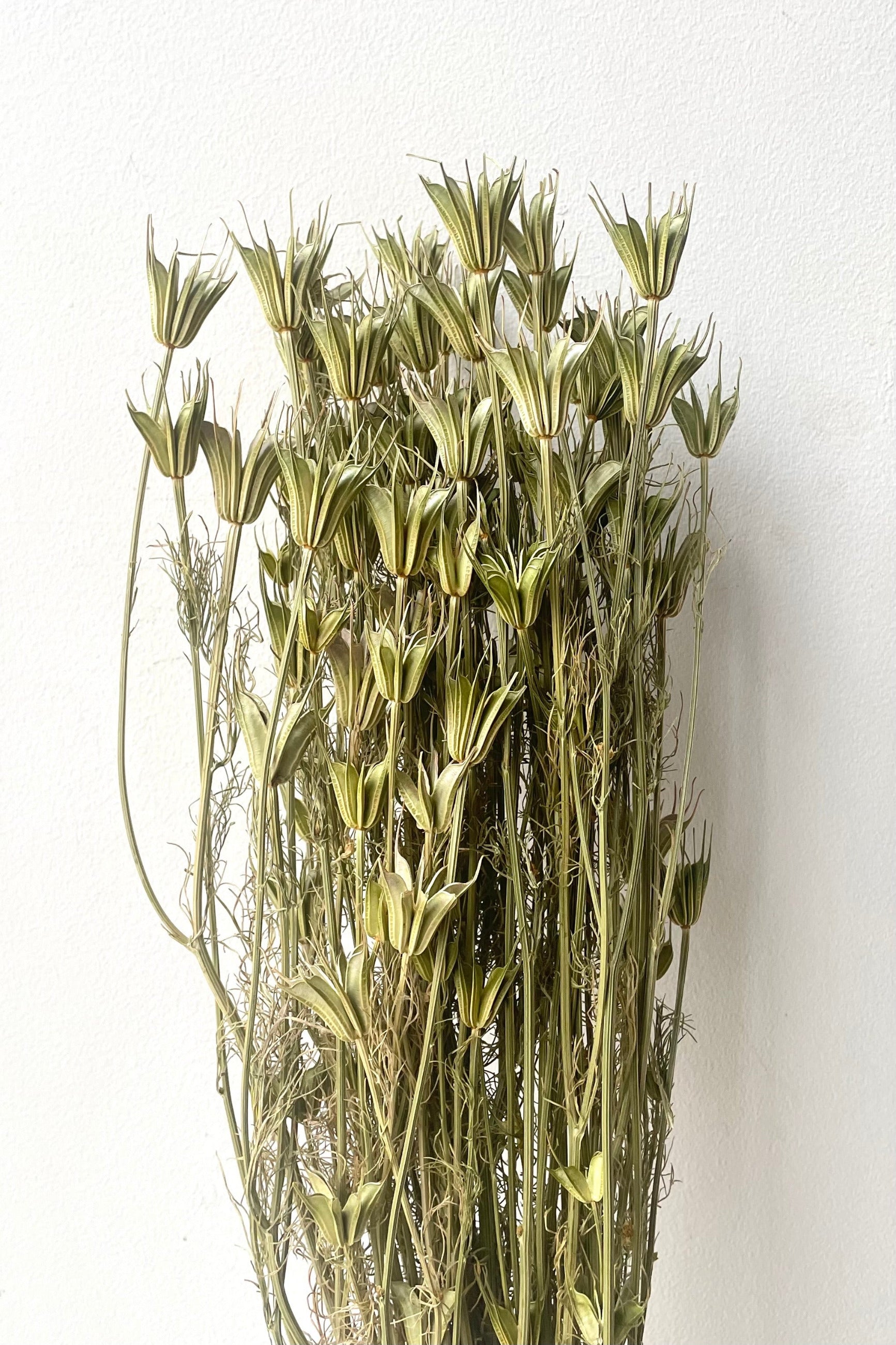 A color variation of Nigella Orientalis Natural Preserved Bunch against white backdrop ©Sprout Home