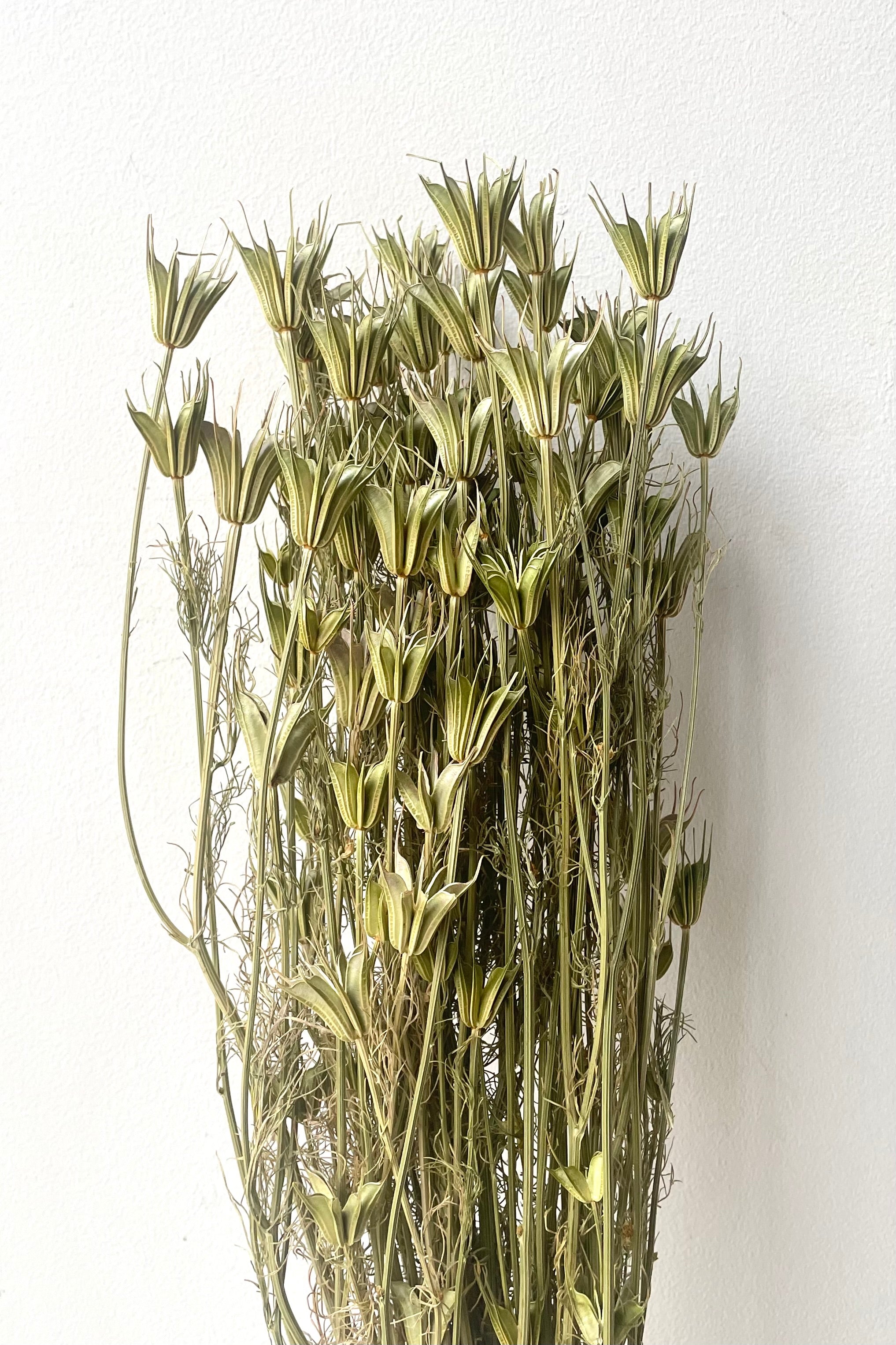 A color variation of Nigella Orientalis Natural Preserved Bunch against white backdrop