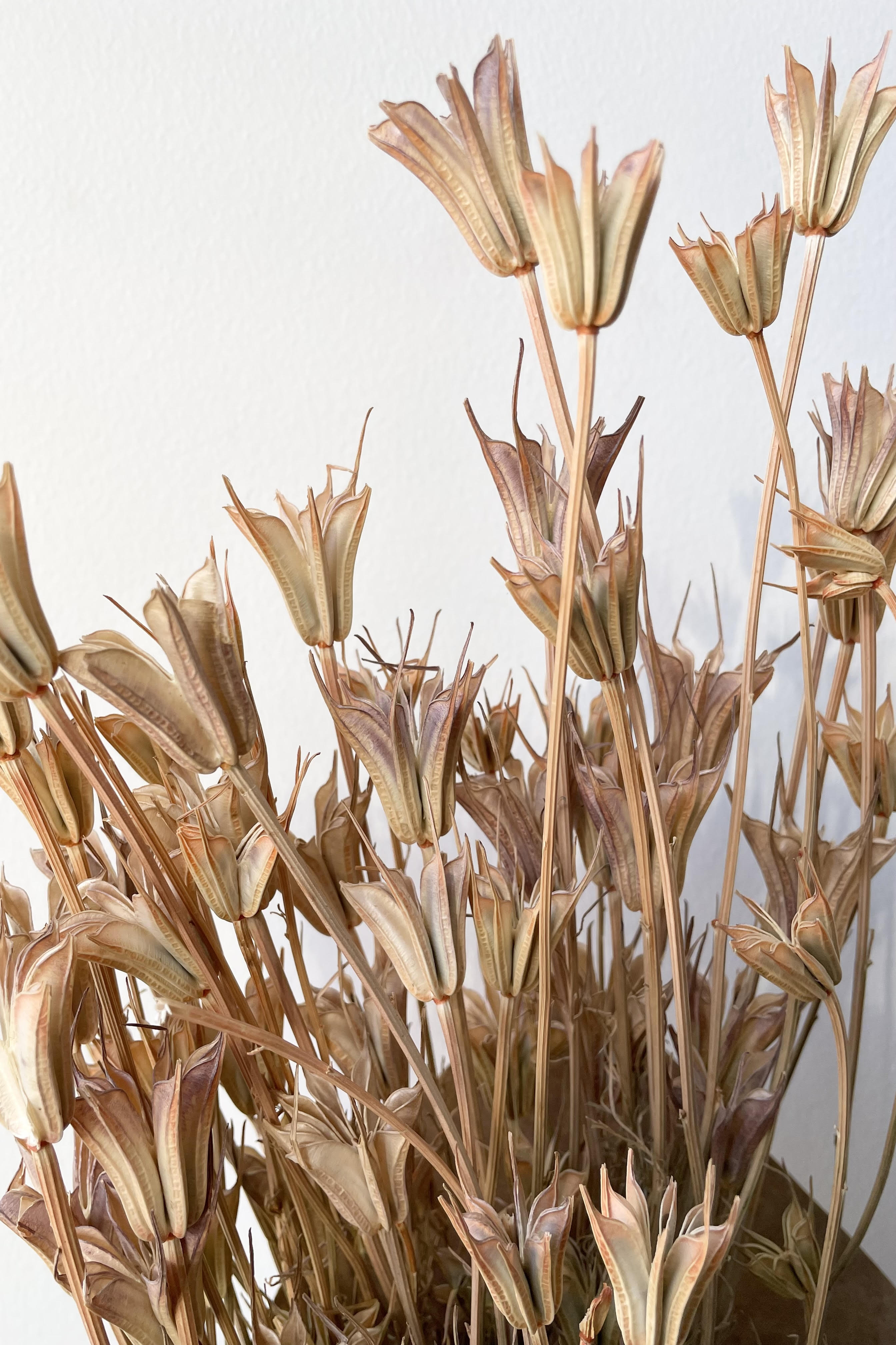 A detailed look at the Nigella Orientalis Natural Preserved bunch.