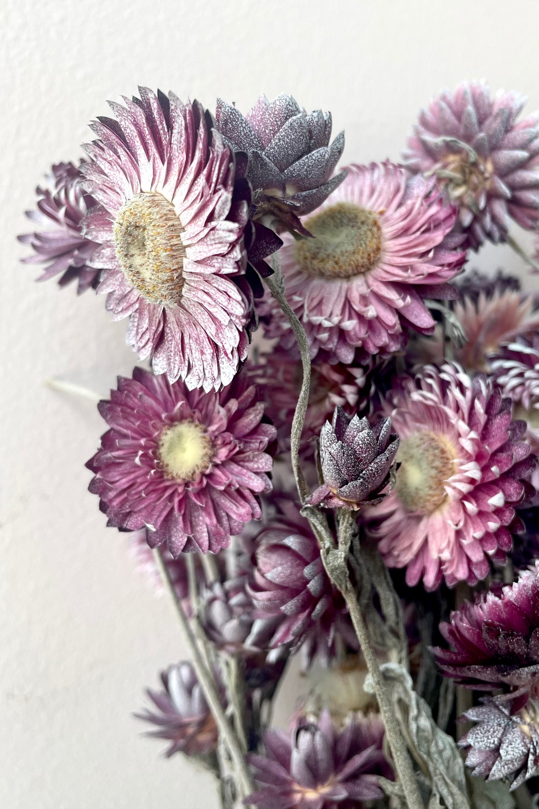 A detailed view of a bunch of Helichrysum Dusty Fuchsia Color Preserved floral against a white backdrop   ©Sprout Home