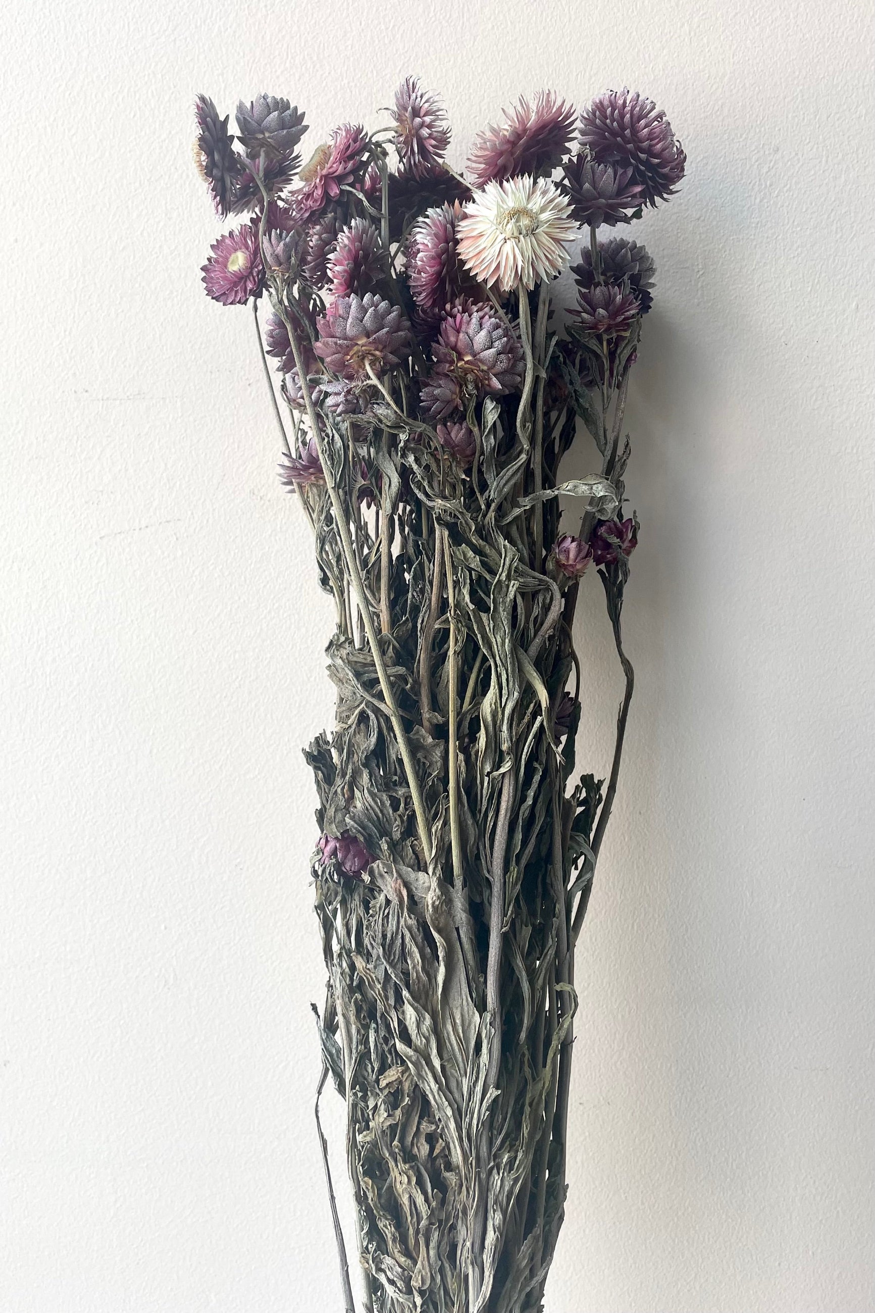 A frontal view of a bunch of Helichrysum Dusty Fuchsia Color Preserved floral against a white backdrop   ©Sprout Home
