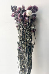 A frontal view of a bunch of Helichrysum Dusty Fuchsia Color Preserved floral against a white backdrop