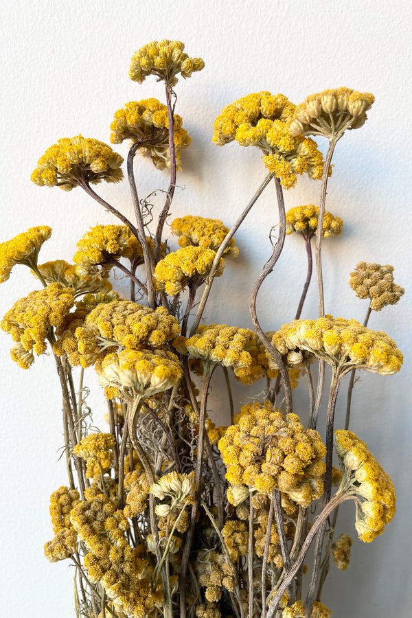 detail shot of the Lonas flower bunch that has been preserved.