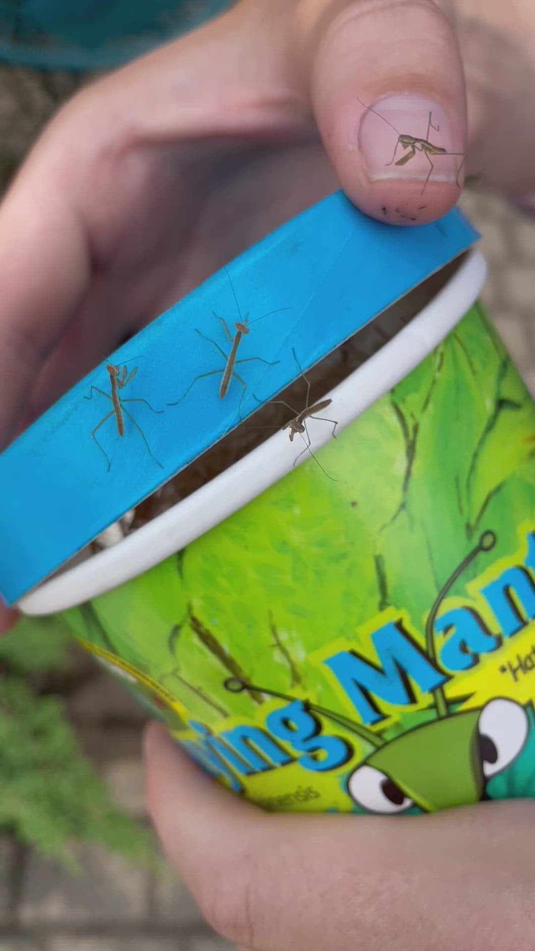 Video of praying mantis that just hatched and being released at Sprout Home.