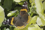 Spring is Here!! An orange and brown butterfly happy to see the Viola 'Etain' the beginning of Spring at Sprout Home. 
