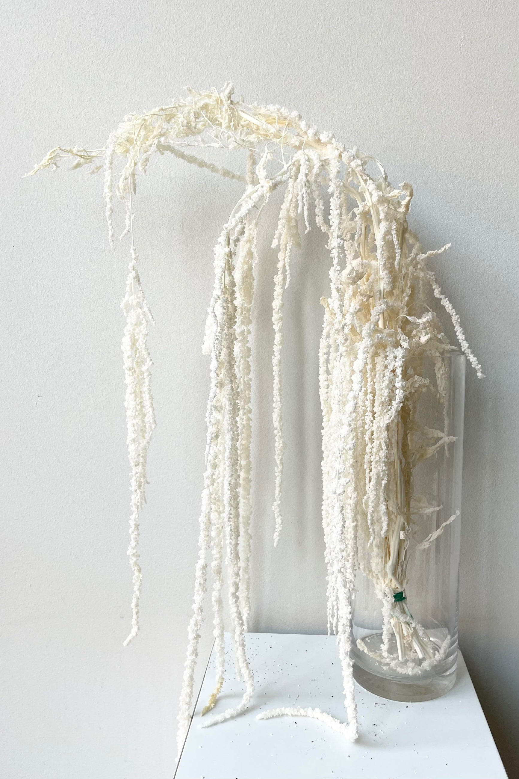 The Amaranthus Bleached Pastel Preserved Bunch up against a white backdrop. ©Sprout Home
