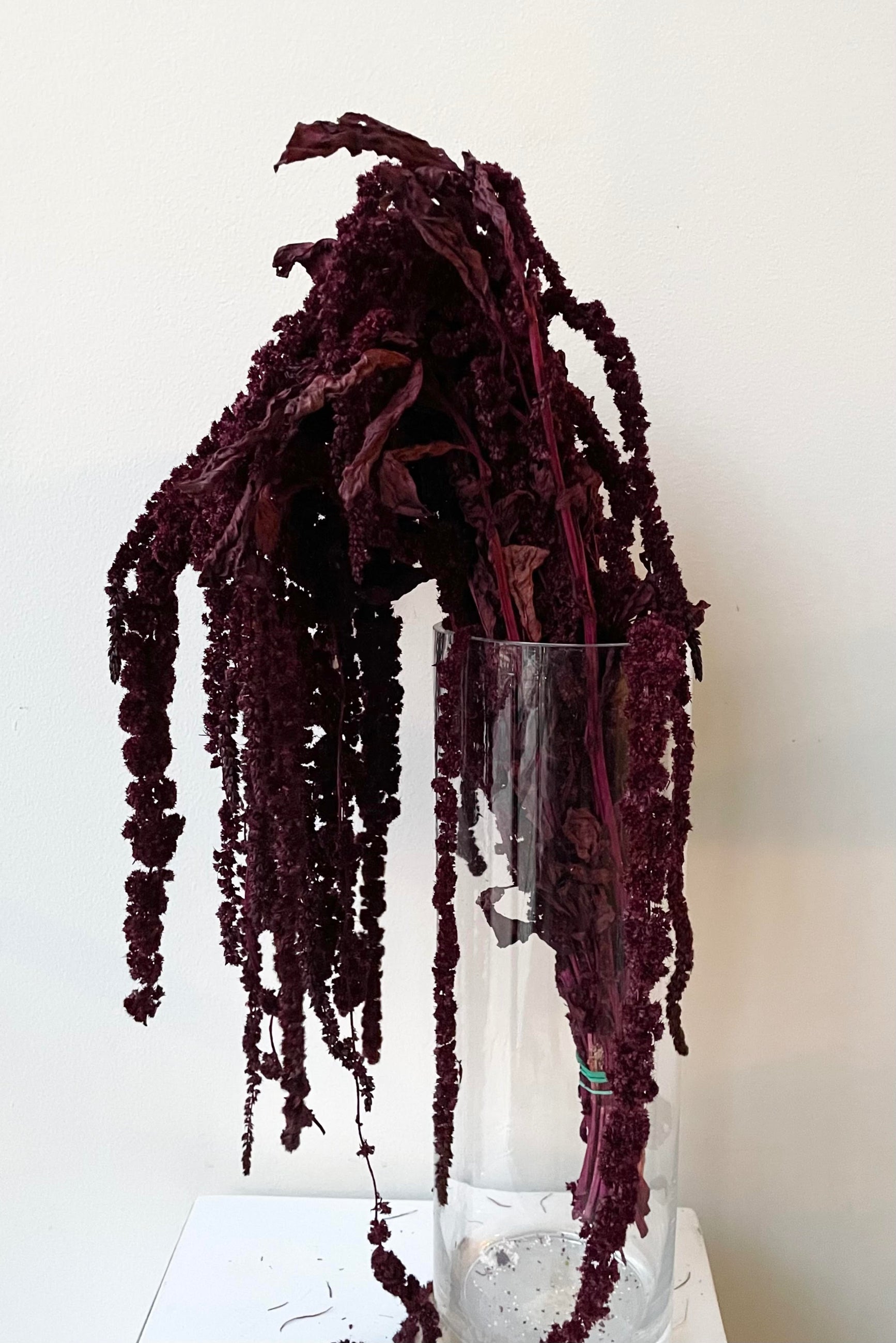 The Amaranthus Burgundy Color Preserved bunch against a white backdrop ©Sprout Home