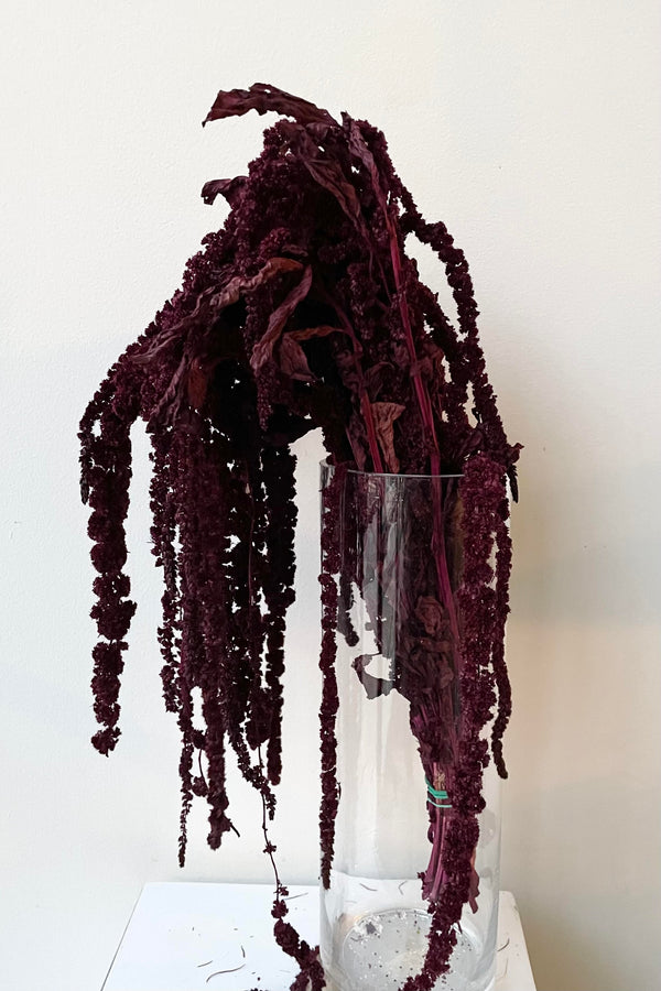 The Amaranthus Burgundy Color Preserved bunch against a white backdrop