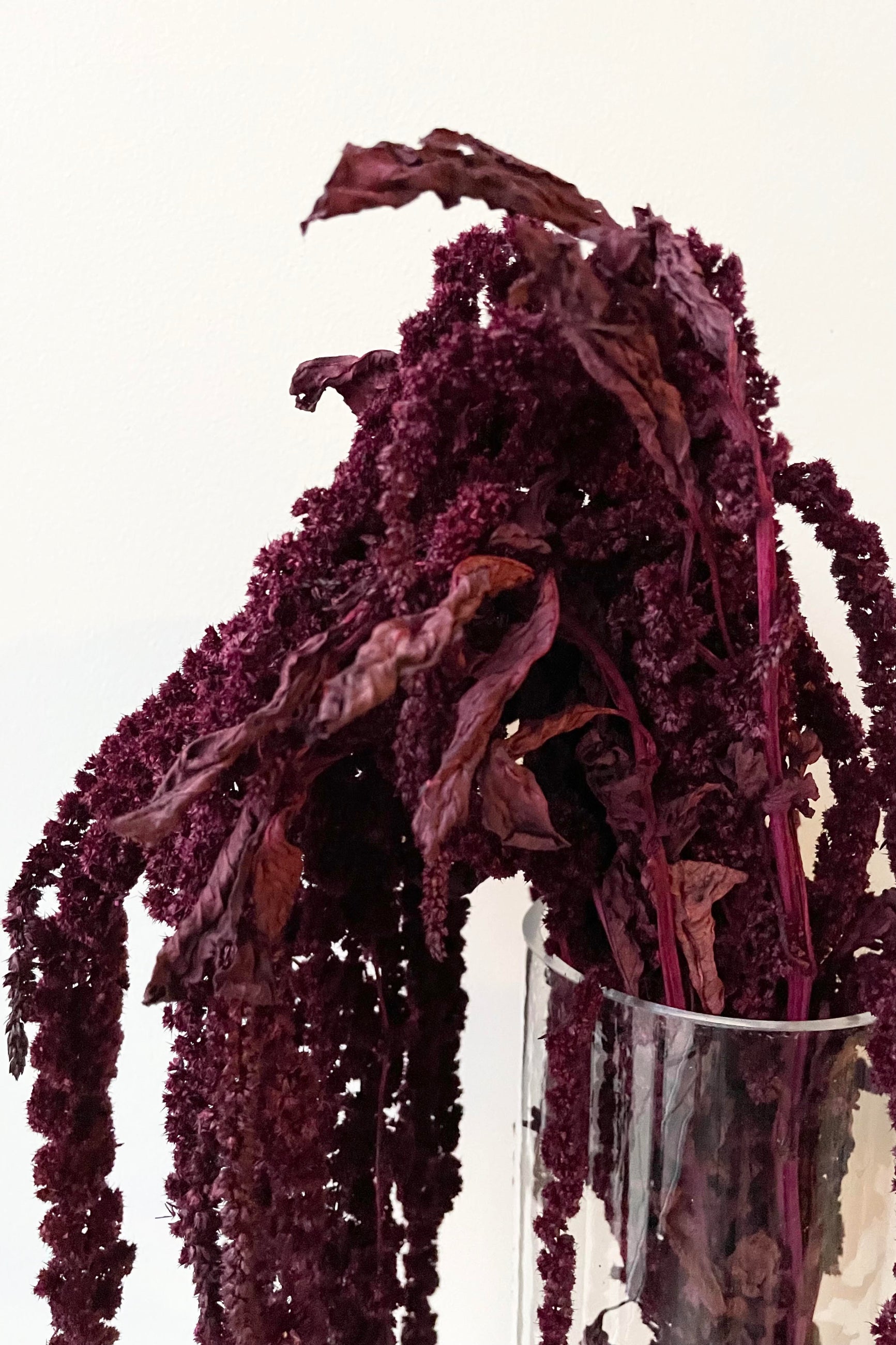 A detailed look at the Amaranthus Burgundy Color Preserved bunch ©Sprout Home