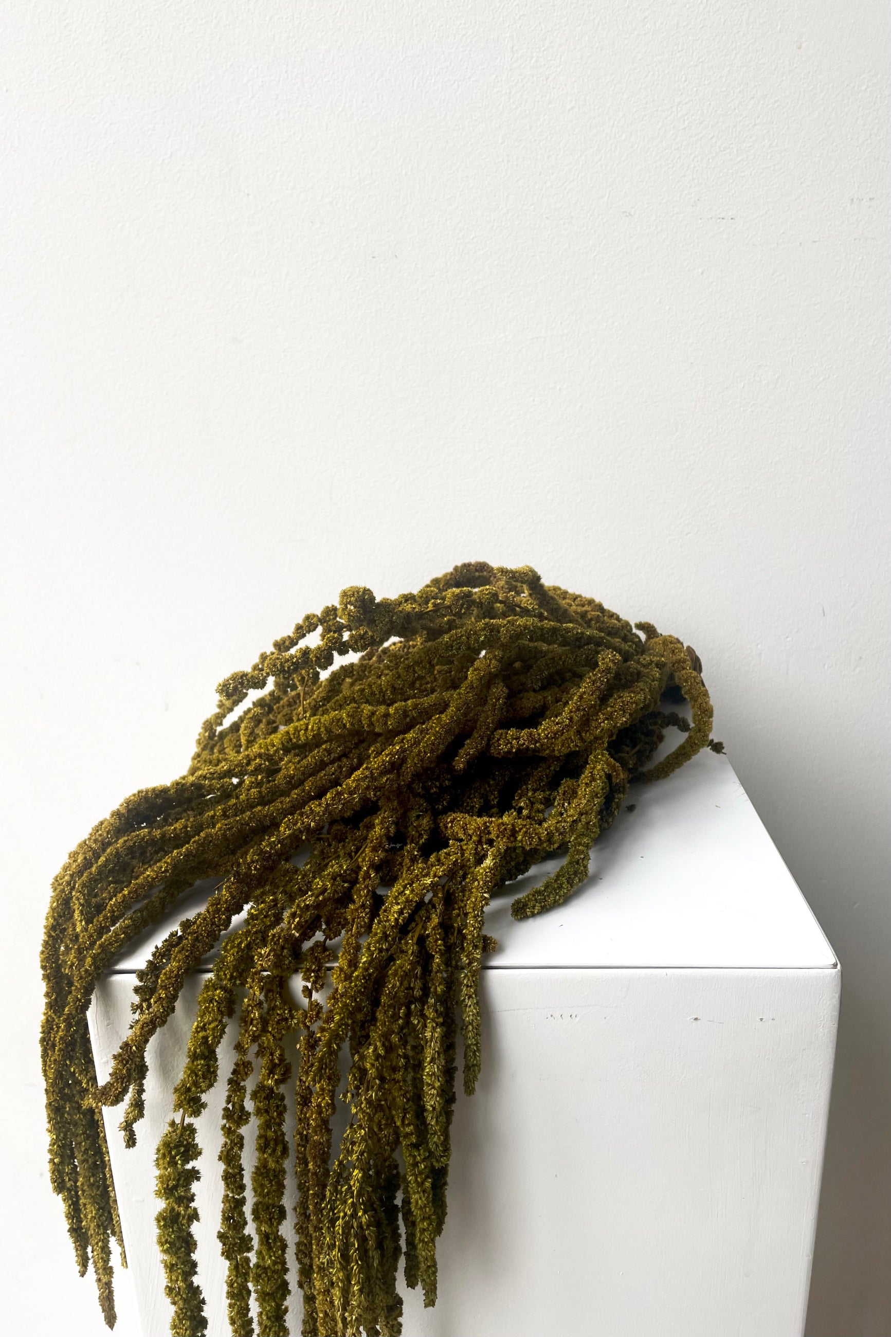 Amaranthus Olive Color Preserved Bunch drapes over white pedestal against white backdrop ©Sprout Home
